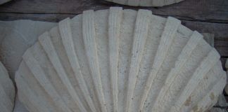 Concha de piedra artificial Concha hormigón Precal blanca